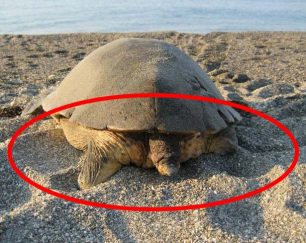 Λακωνία: Θαλάσσια χελώνα προσπάθησε 22 φορές να σκάψει φωλιά επειδή δεν είχε πτερύγια στην παραλία Μαυροβουνίου